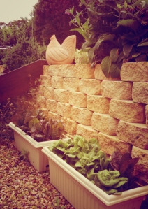 garden-2014-lettuce